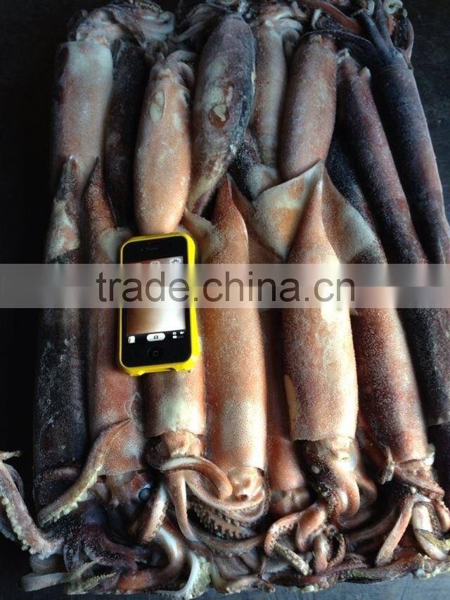 Frozen Squid Todarodes Pacificus