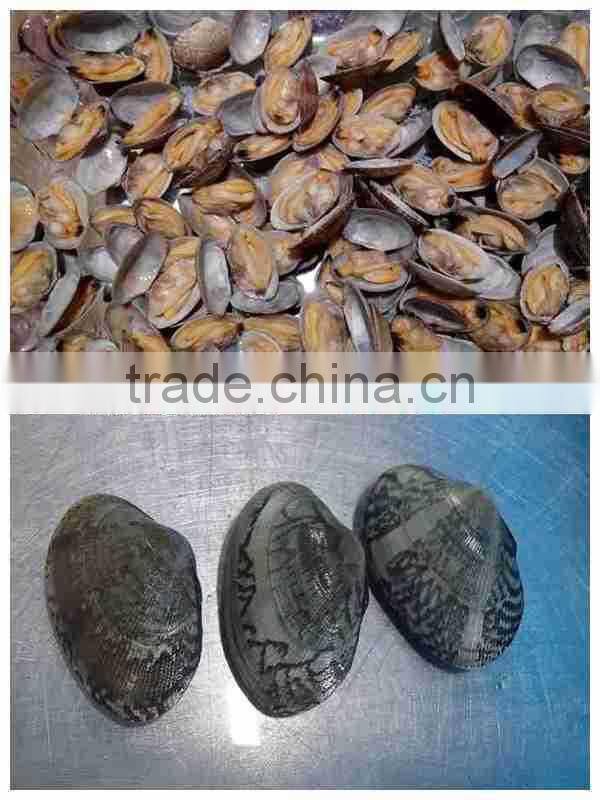 VACCUM PACKED AND BOILED BABY CLAM