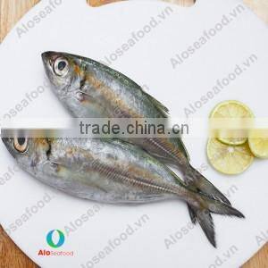 SCAD: ROUND/ LAYANG/ YELLOW TAIL/ YELLOWSTRIPE/ BIG EYES