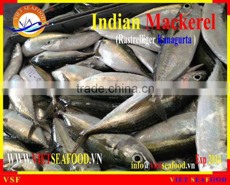 FROZEN INDIAN MACKEREL