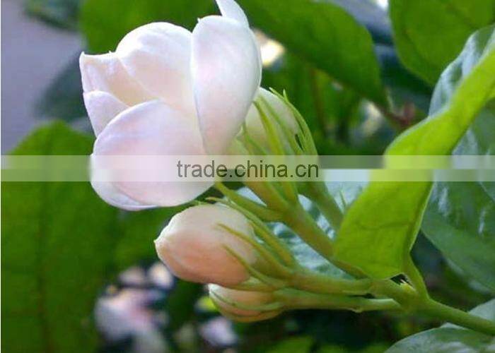 Jasmine Tea Good Easy Slim Tea Famous Fujian Jasmine Tea