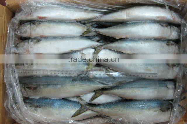 EU approved frozen mackerel