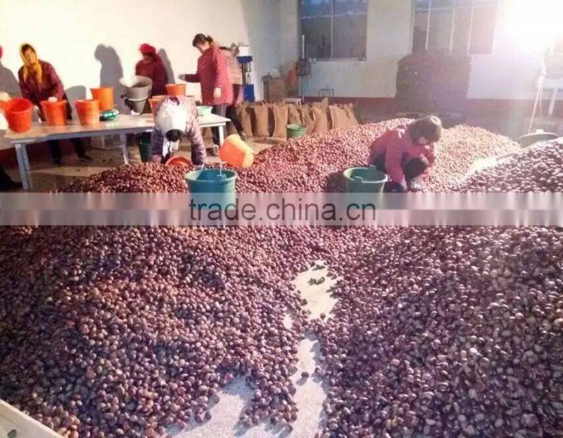 Bulk excellent Quality new fresh Dandong Chestnuts