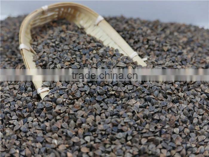 High Quality raw Buckwheat price
