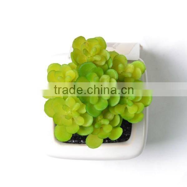 Artificial Potted Crassula Succulent Plant in ceramic vase
