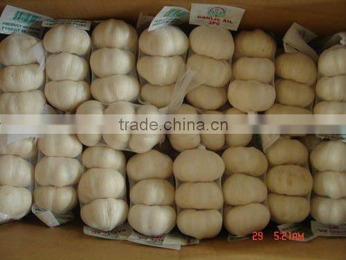 2011 new crop purple garlic