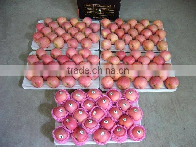 Fresh Grade A Gold apples / CLASS 1 HOT SALES