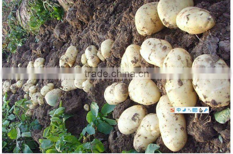 Chinese Fresh Potato in High Quality and Deep Processing