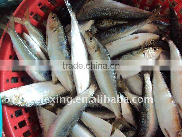 frozen whole round sardine for bait