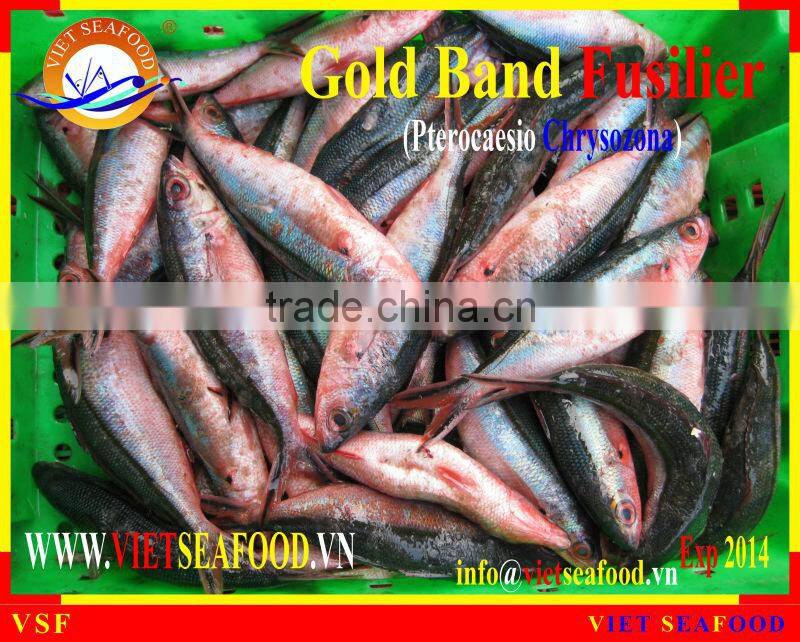 FROZEN GOLD BAND FUSILIER