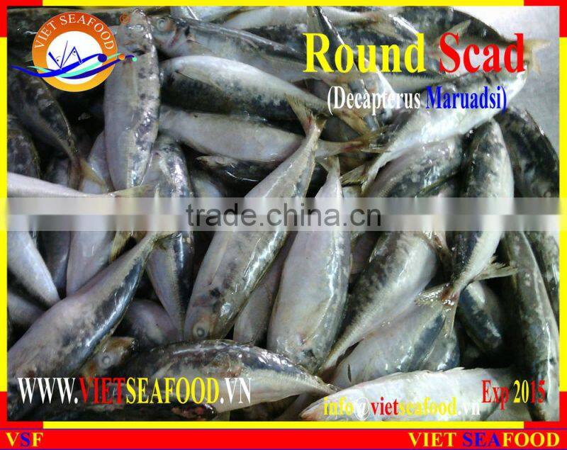 FROZEN MARUADSI WHOLE ROUND (ROUND SCAD)