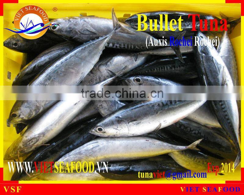 W/R FROZEN BULLET TUNA