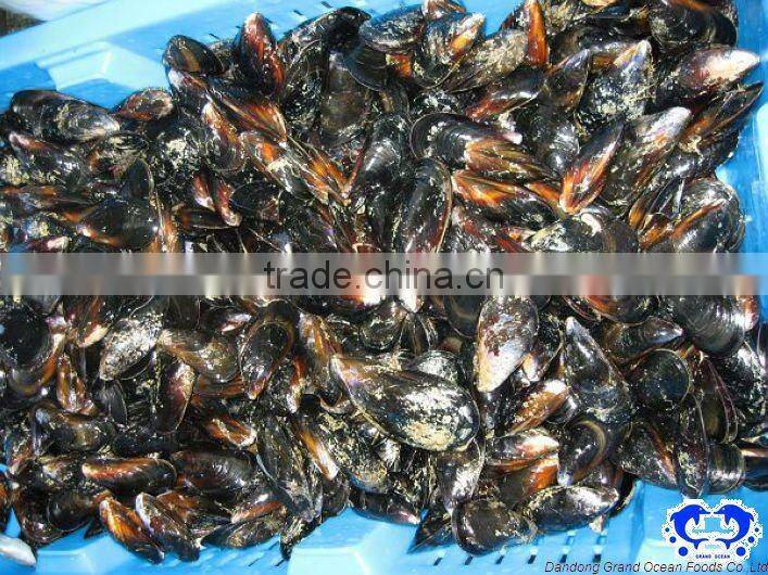seafood frozen boiled mussel with shell