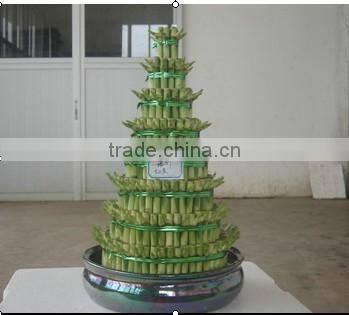 Lucky bamboo ( Dracaena Sanderiana)