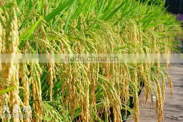 super absorbent polymer powder for agriculture planting