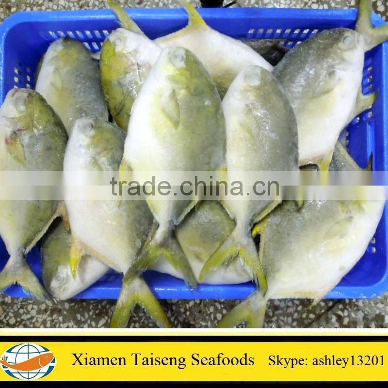 Supply Frozen Golden Pompano with all size