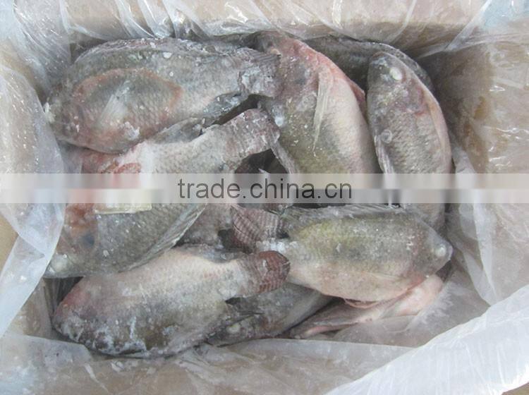 new catching frozen fish whole round tilapia