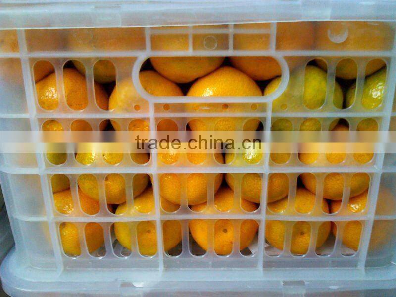 Best Quality Navel Orange