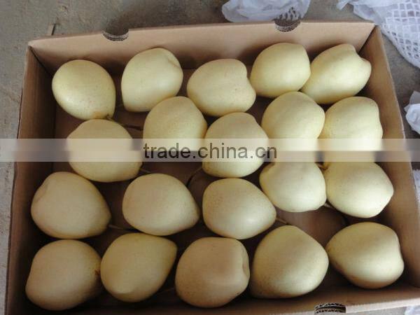 fresh ya pear&new crop&the most lowest price