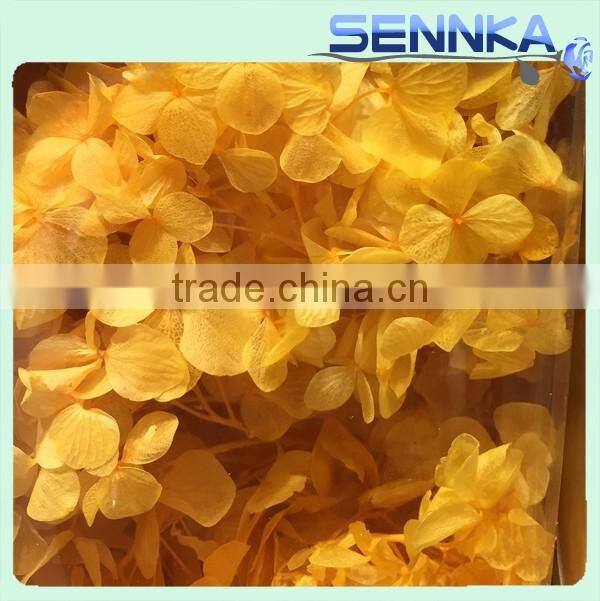 2016 Newest gold flower hydrangea preserved flower hydranger Fresh flowers farms directly