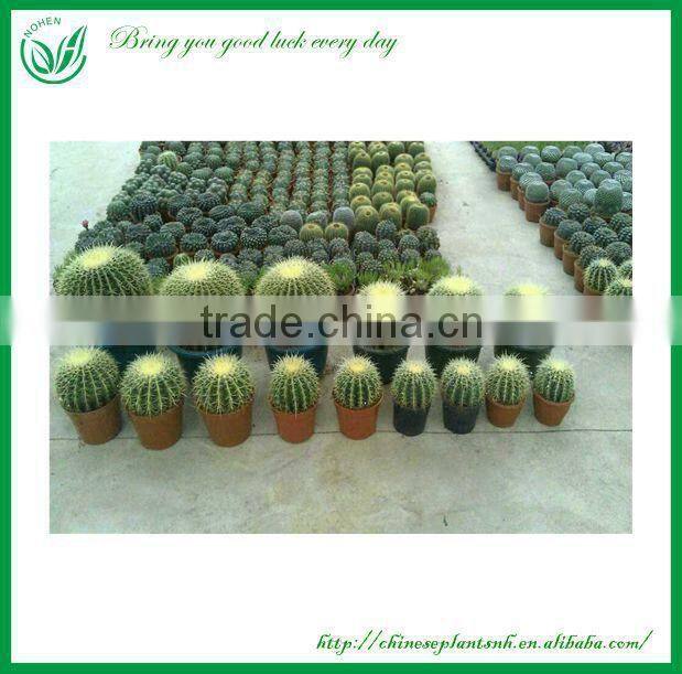 Melocactus amoenus