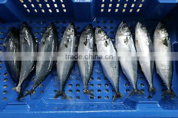 frozen pacific mackerel for sale
