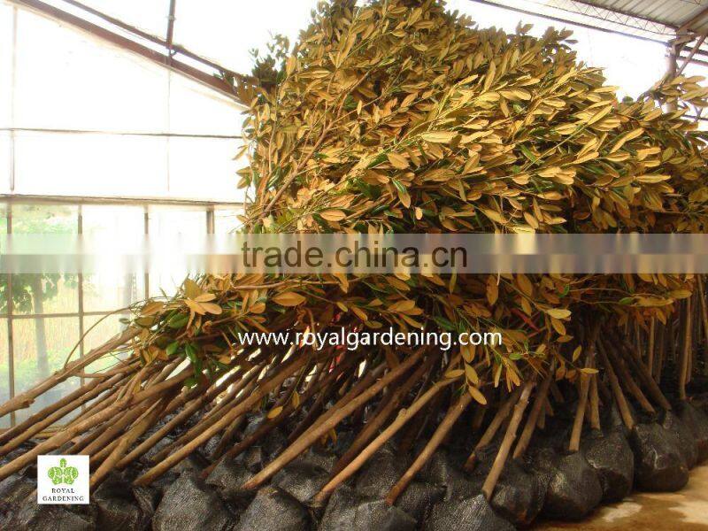 Magnolia grandiflora cold hardy landscaping trees