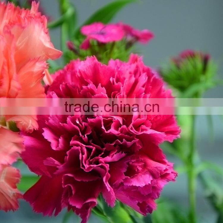 Bottom price Bett carnation flowers rose red
