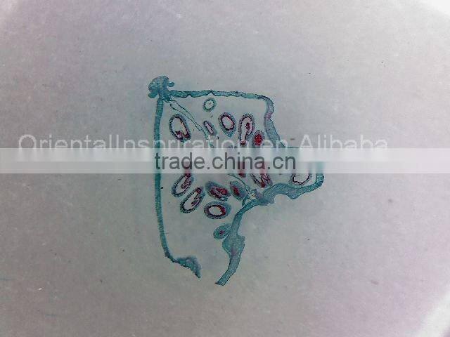 eScope (M1203WU)