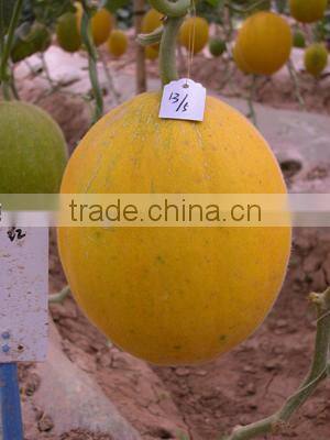 Hybrid Yellow Peel White Flesh Cantaloupe Sweet Melon Seeds For Growing-Golden Red