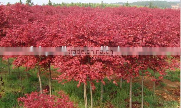 Acer rubrum /Chinese Maple /Acerpalmatum/Japanese Maple tree seeds for planting