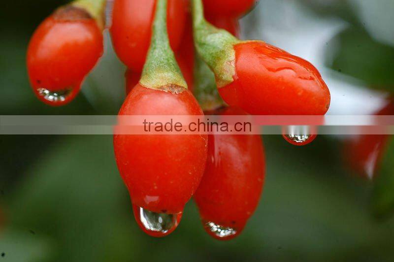 GMP 100% Natural & High Quality organic goji berries powder From China Sino BNP