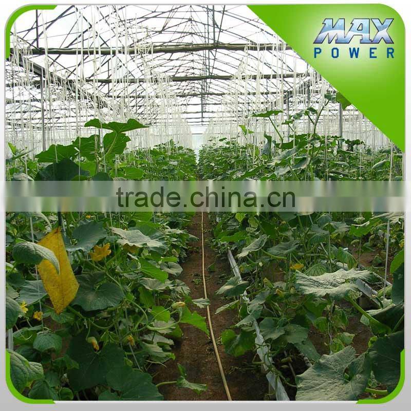 High Quality Commercial Multi-Span Vegetable Mushroom Greenhouse