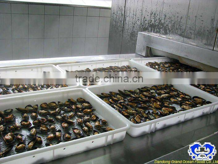 seafood frozen boiled mussel with shell