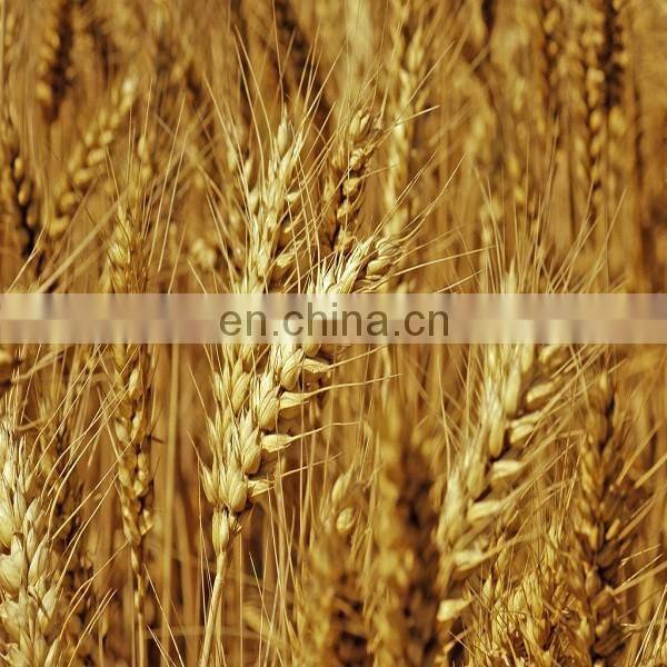 High efficiency Wheat flour mill plant|Wheat flour mill machine