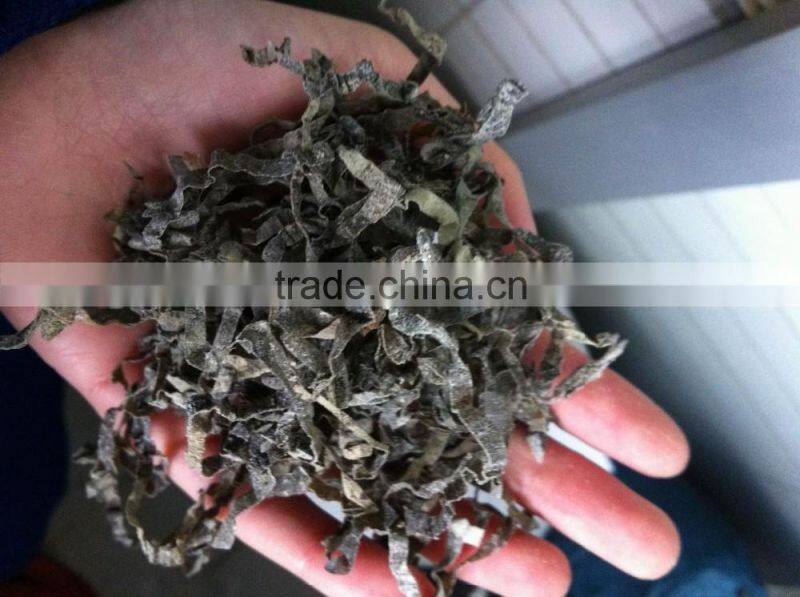 Sun Dried kelp cut shredded seaweed laminaria food