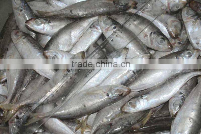 small eyes horse mackerel (Decapterus maruadsi)