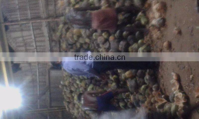 Good Quality Fully husked Dry coconut for sell