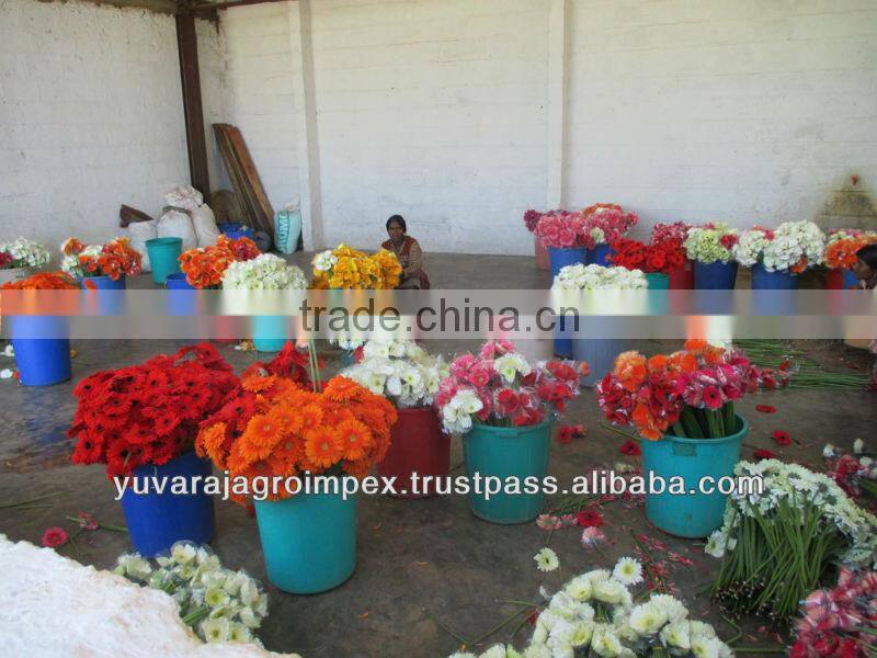 Orange Gerbera Flowers