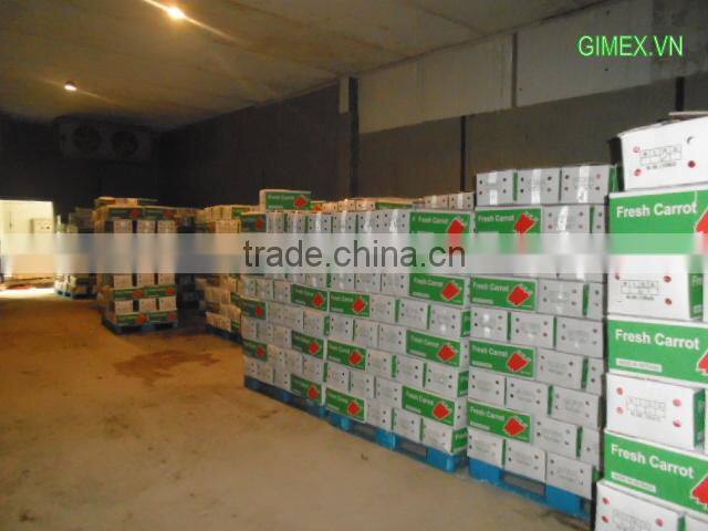 VIETNAM FRESH CARROTS CHEAP