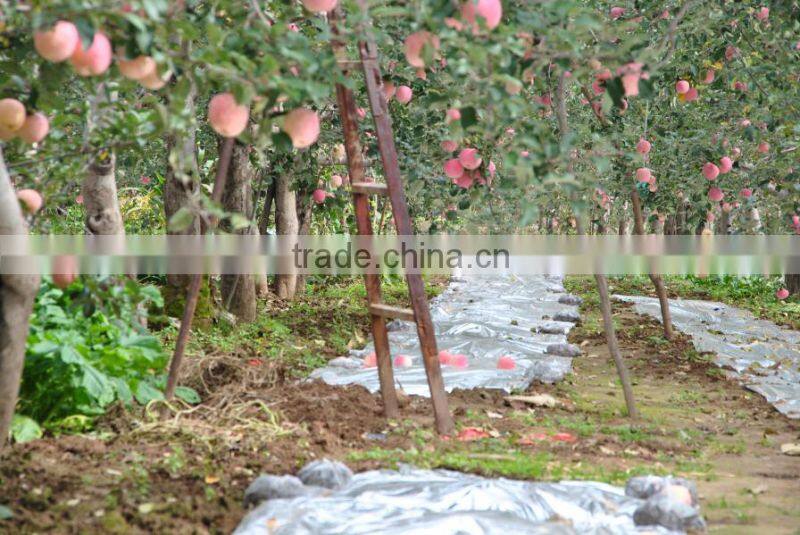 Fresh Red Shanxi Qinguan Apples Import From China