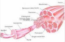 GMP Certified High quality water soluble Coenzyme Q10 Softgel capsule