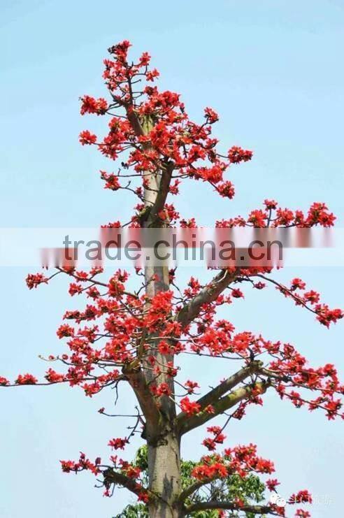 wool trees