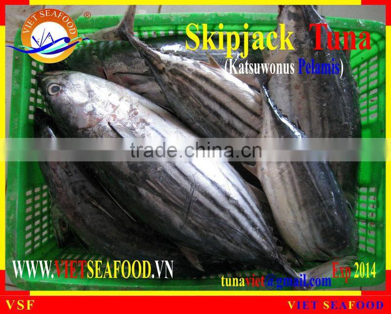 FROZEN SKIPJACK TUNA WHOLE ROUND