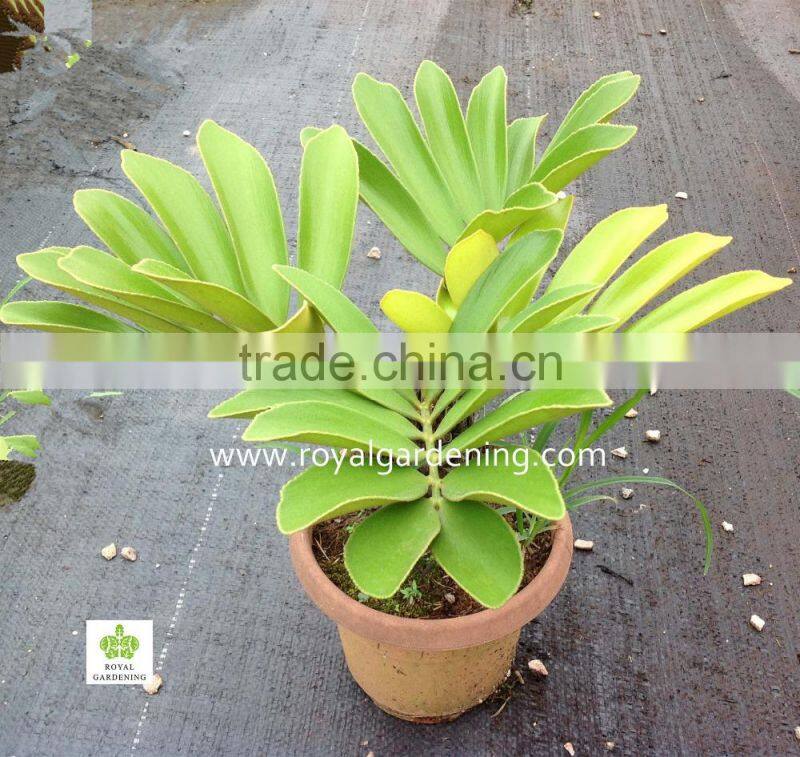 zamia furfuracea mexica cycas