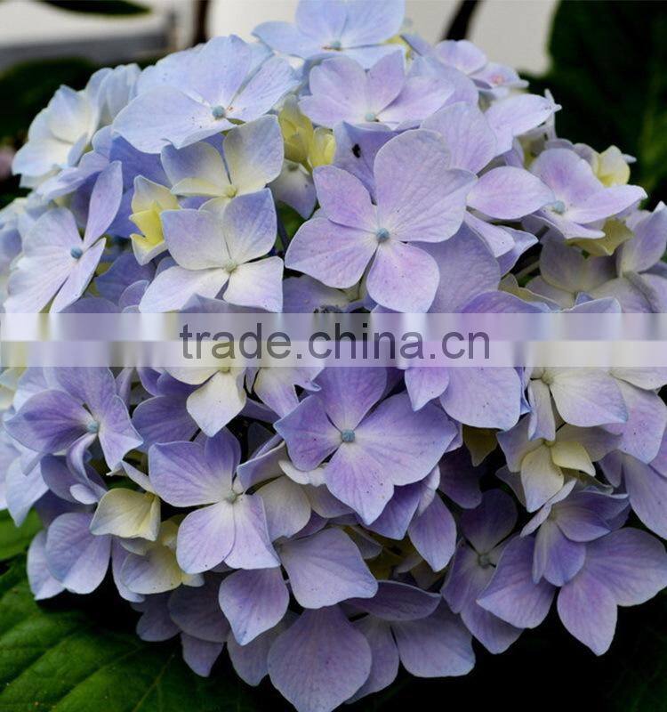 New Crazy Selling hydrangea buy direct from factory