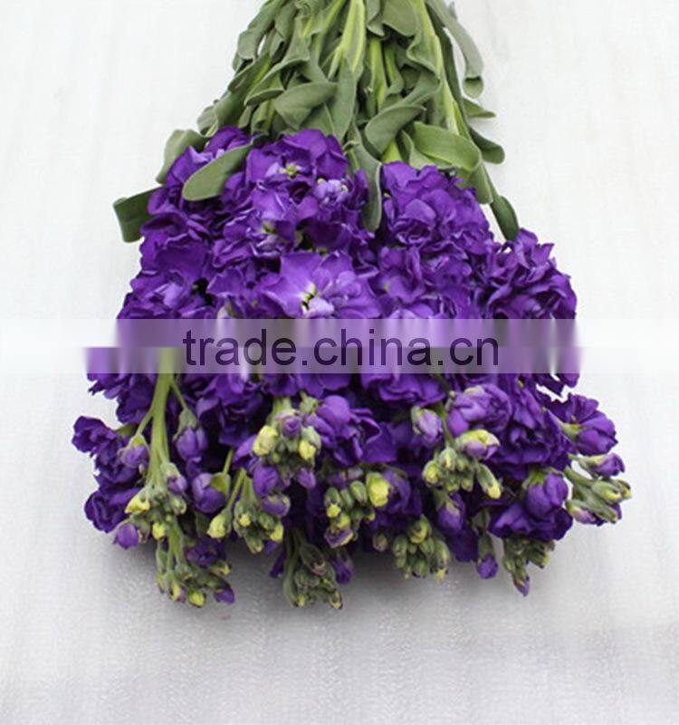 New best sell violet purple plant