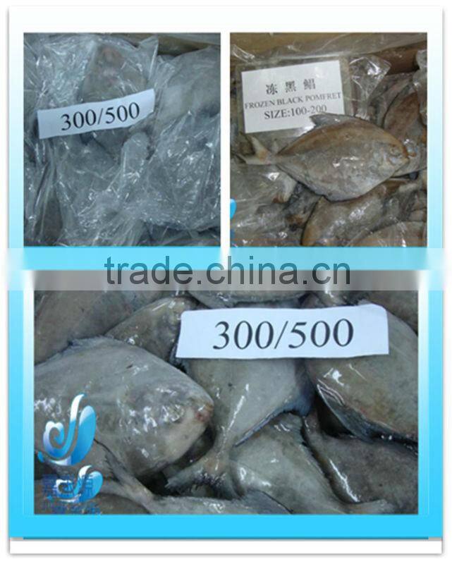 Frozen golden pomfret/pompano whole round