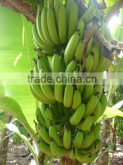Fresh Cavendish Banana from Tamilnadu