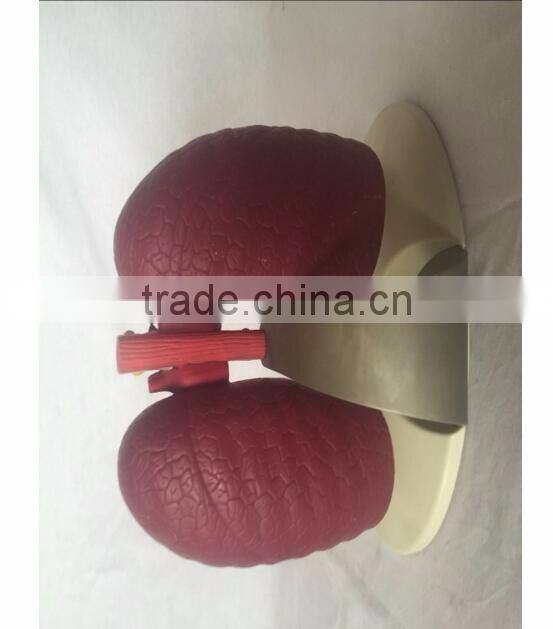 Simulation Model for Medical Research and Students Learning